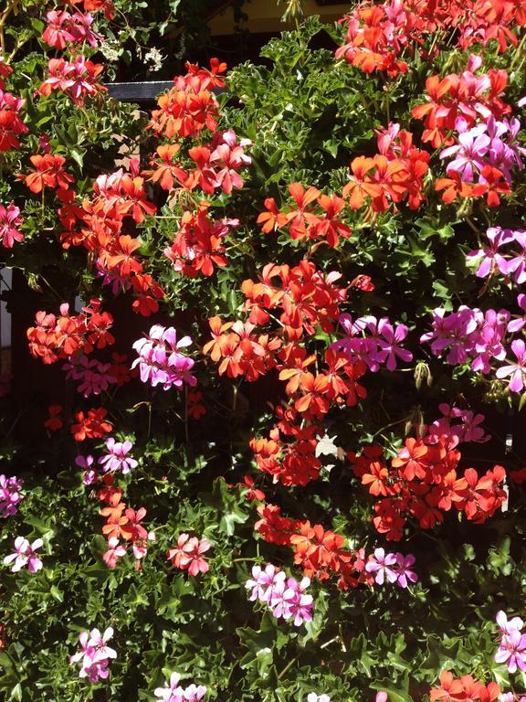 גרסוני-סן-ג'אן Albergo Alpenrose Ski&Bike Mountain Hotel מראה חיצוני תמונה